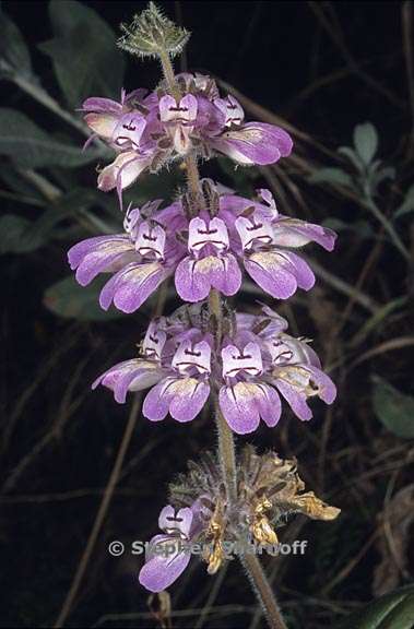 collinsia tinctoria 5 graphic